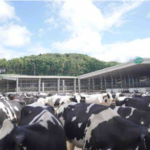 5 Kelebihan Peternakan Sapi dari Greenfield yang Buat Produknya Unggul
