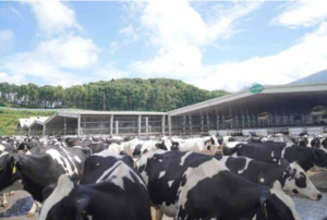 5 Kelebihan Peternakan Sapi dari Greenfield yang Buat Produknya Unggul